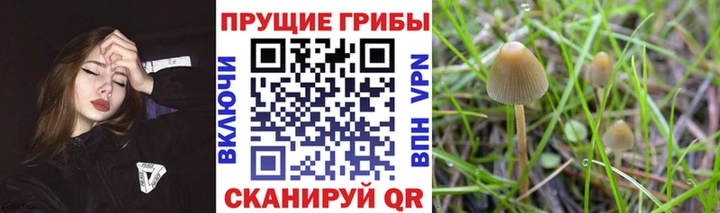 мега онион  Приморск  Псилоцибиновые грибы Psilocybine cubensis 